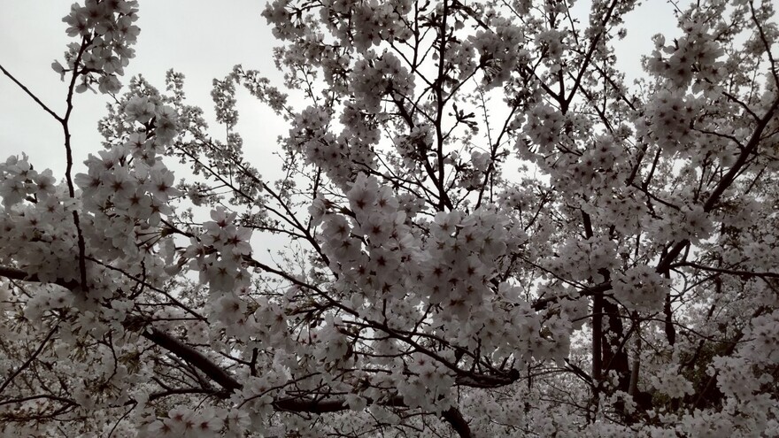 毎年恒例花見2025🌸