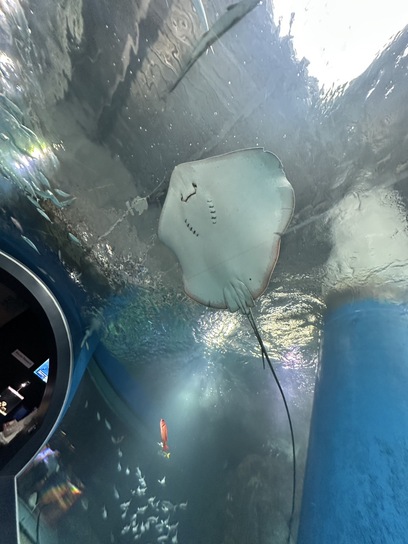 水族館🐟