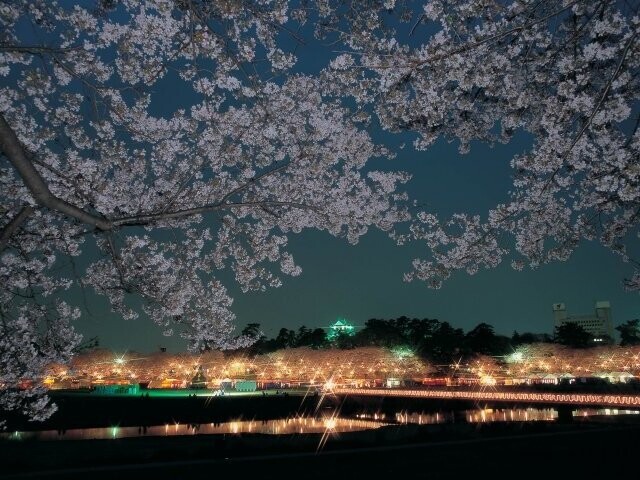桜開花🌸